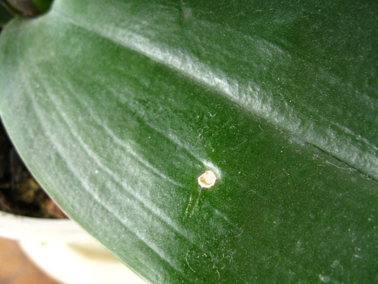 Щетинистый червец