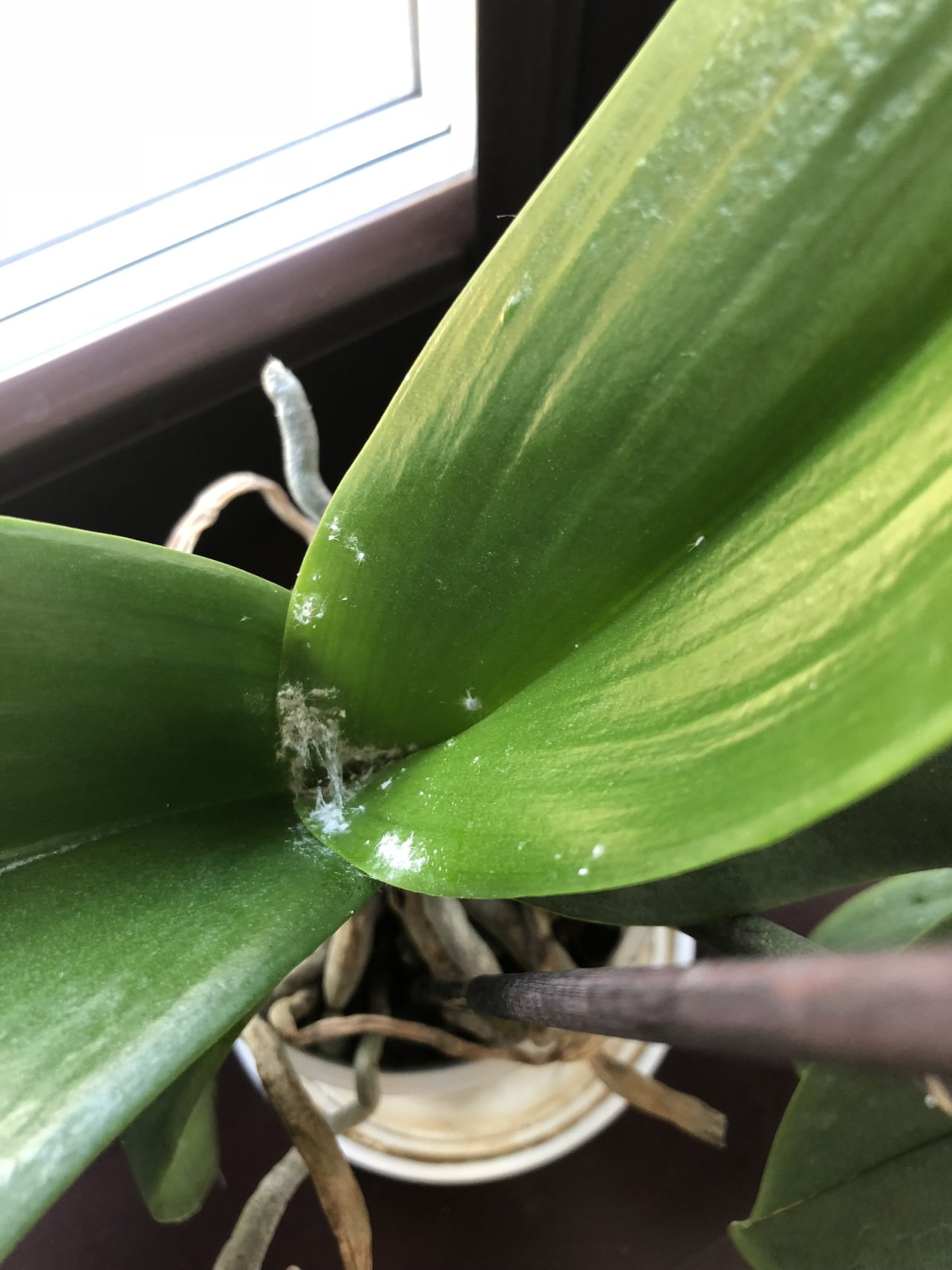 Паутина на орхидеи фаленопсис