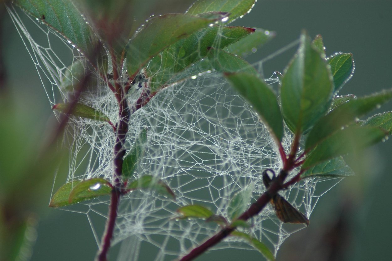 Щитовка на листьях