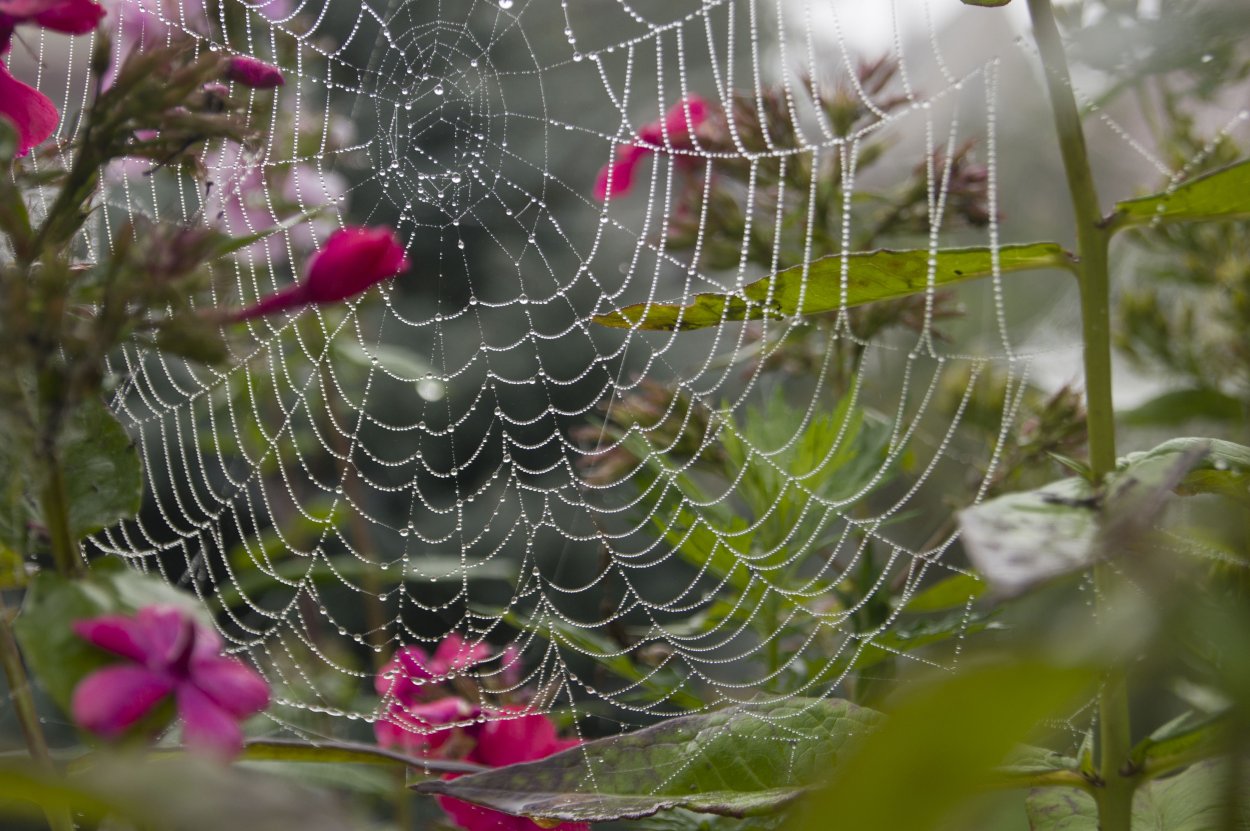 Оранжерейный клещ на орхидеях