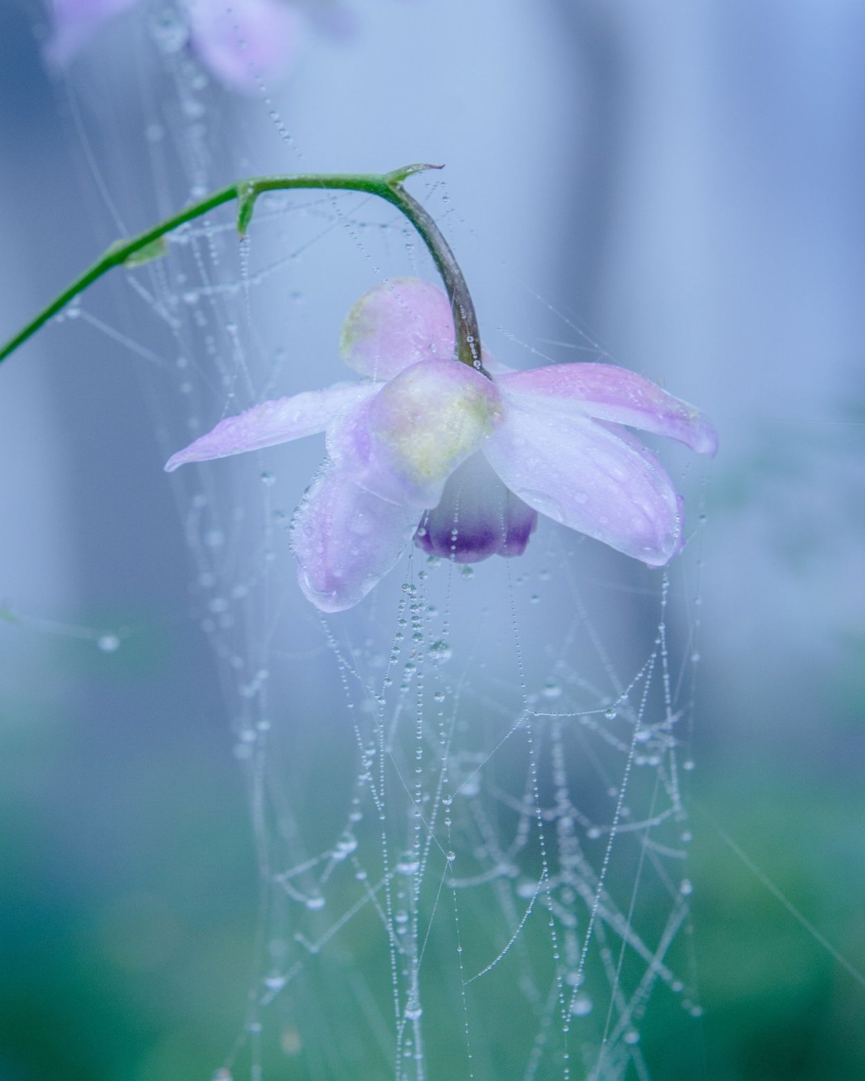 Вредители паутинный клещ