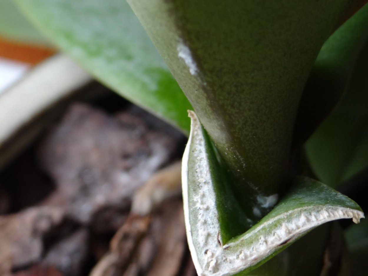 Лавр мучнистый червец