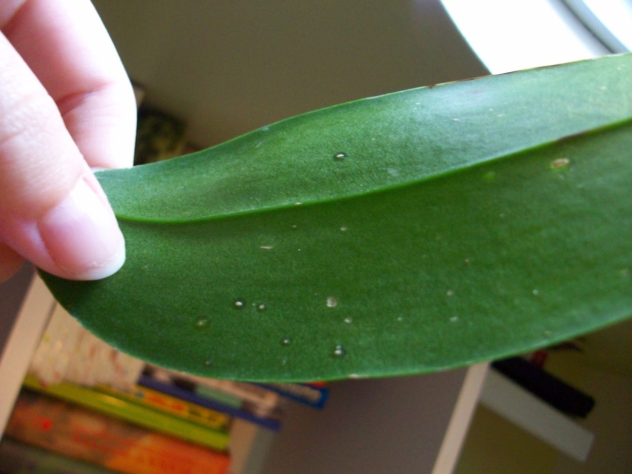 Лавр мучнистый червец