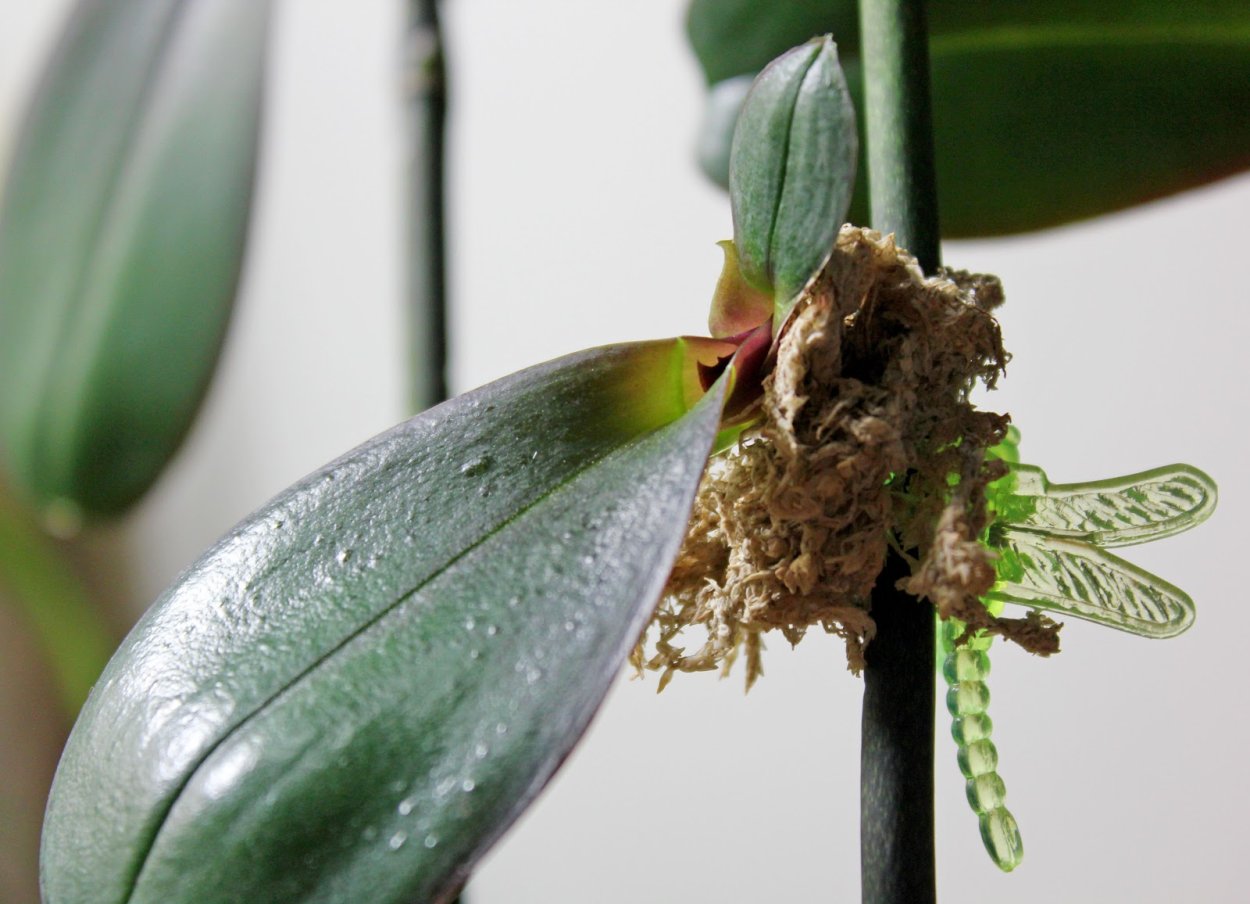 Нежные цветы в росе