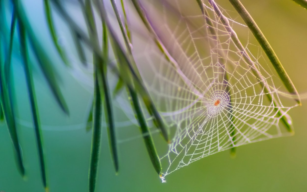 Орхидея фаленопсис цветонос