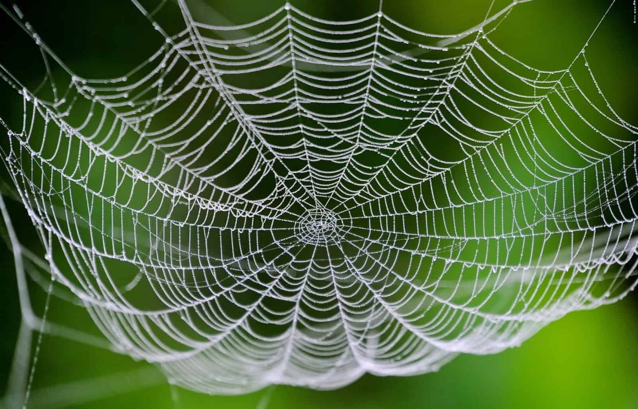 Паук на паутине