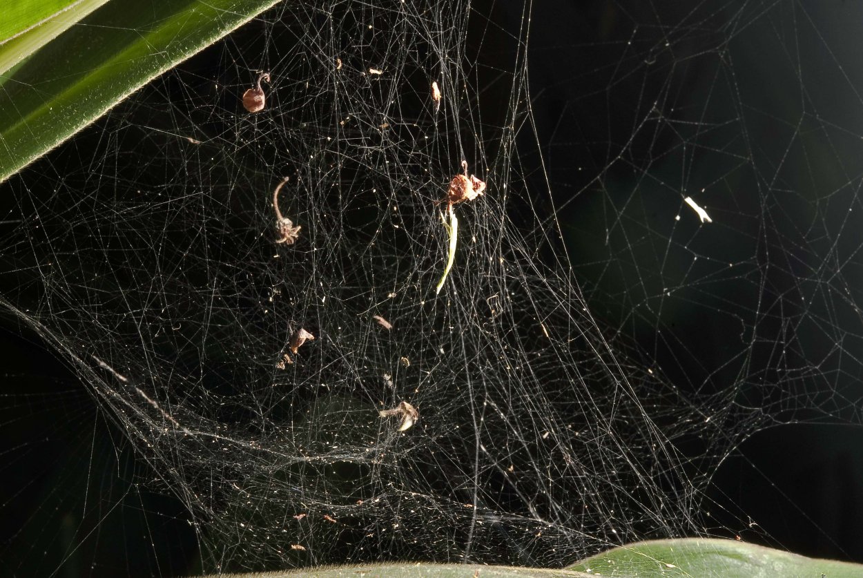 Наросты на листьях орхидеи