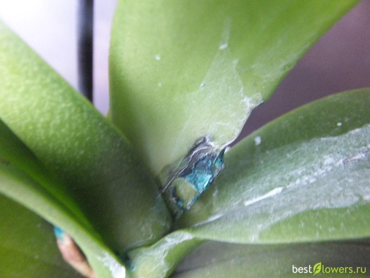 Фаленопсис черная пятнистость