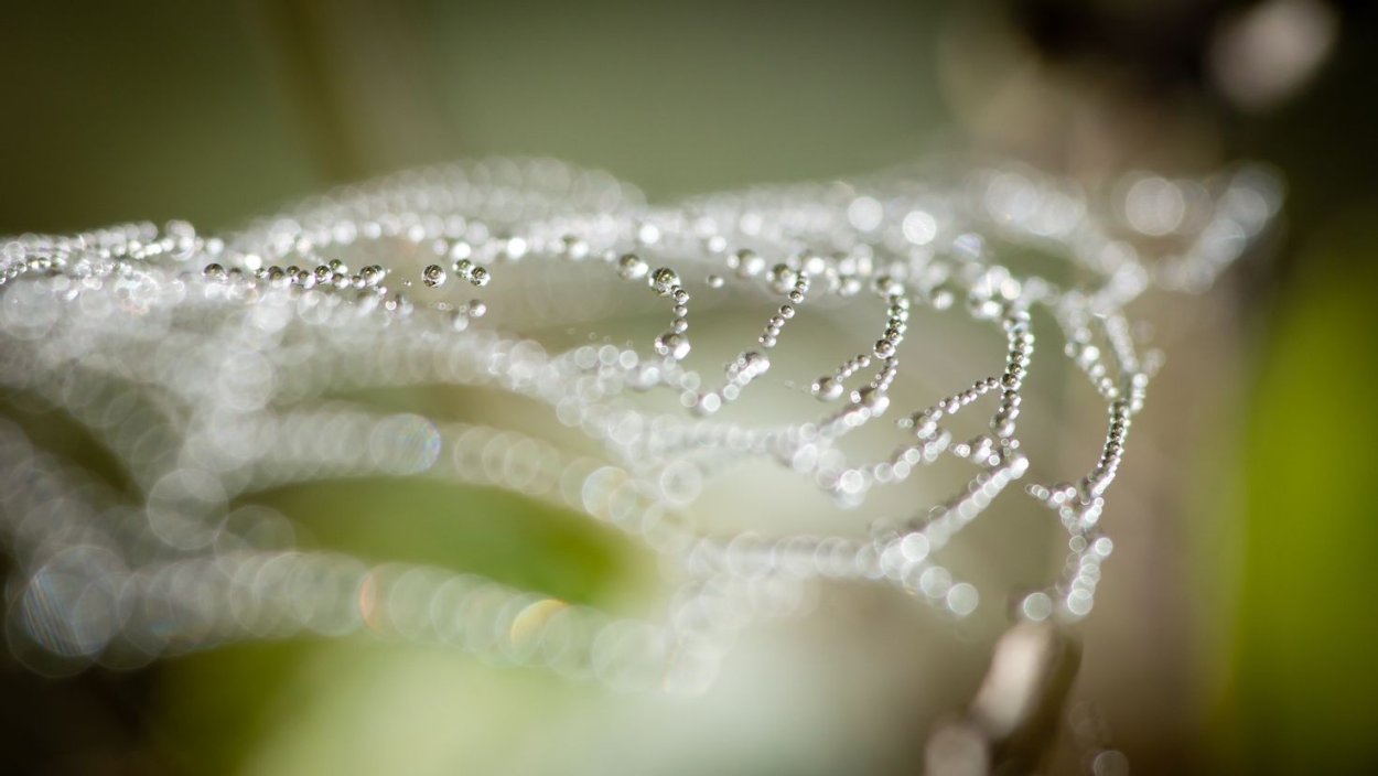 Красивая паутина