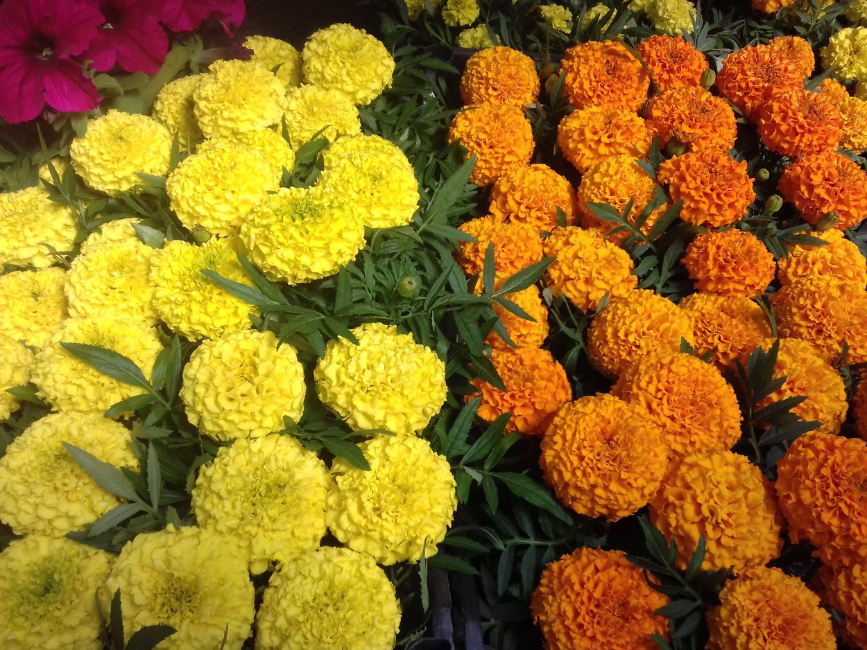 Бархатцы Мимимикс