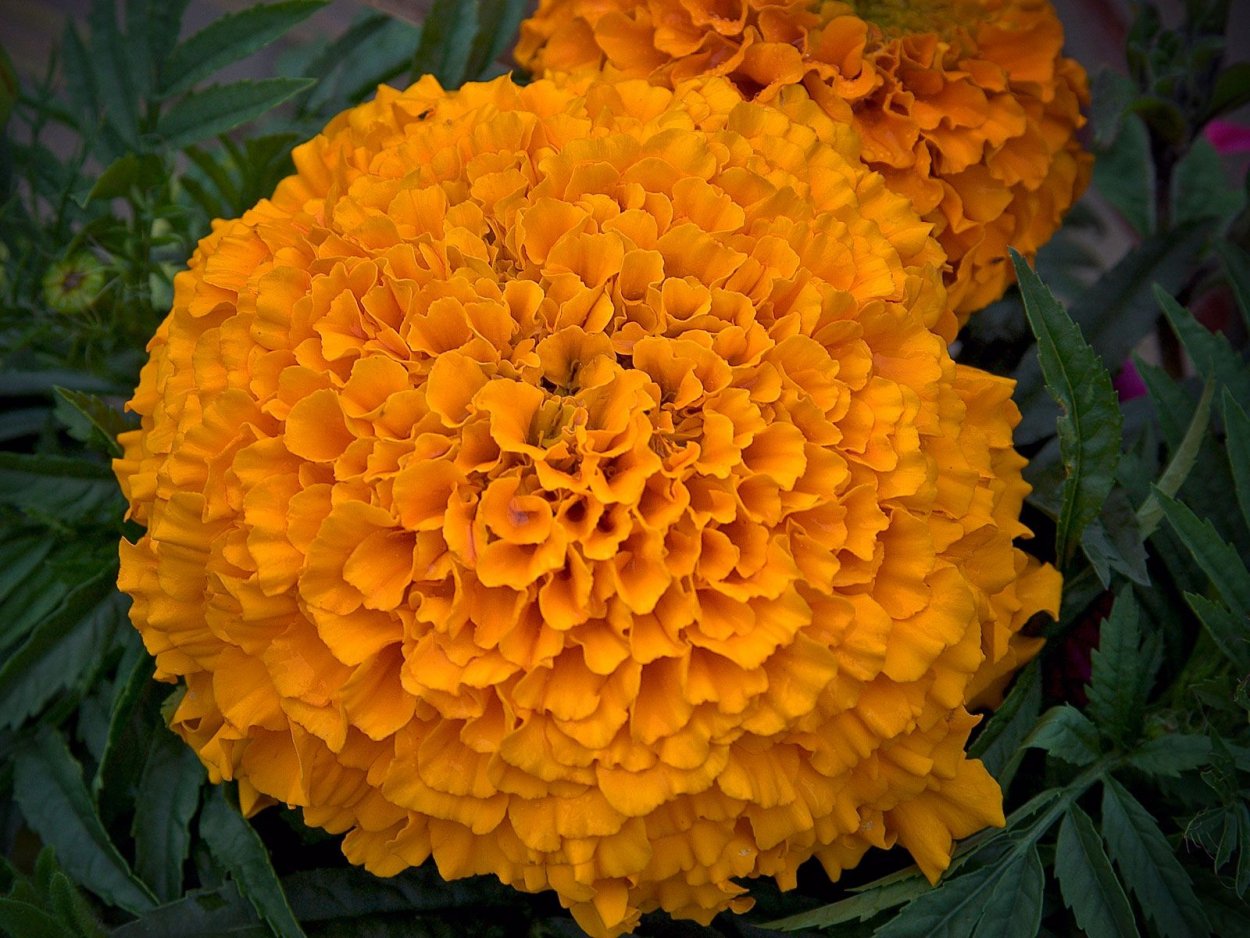 Бархатцы многолетние