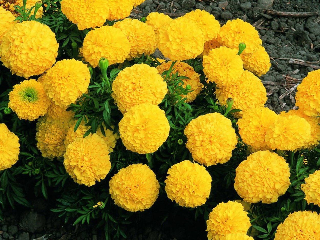 Цветы примула и Крокус