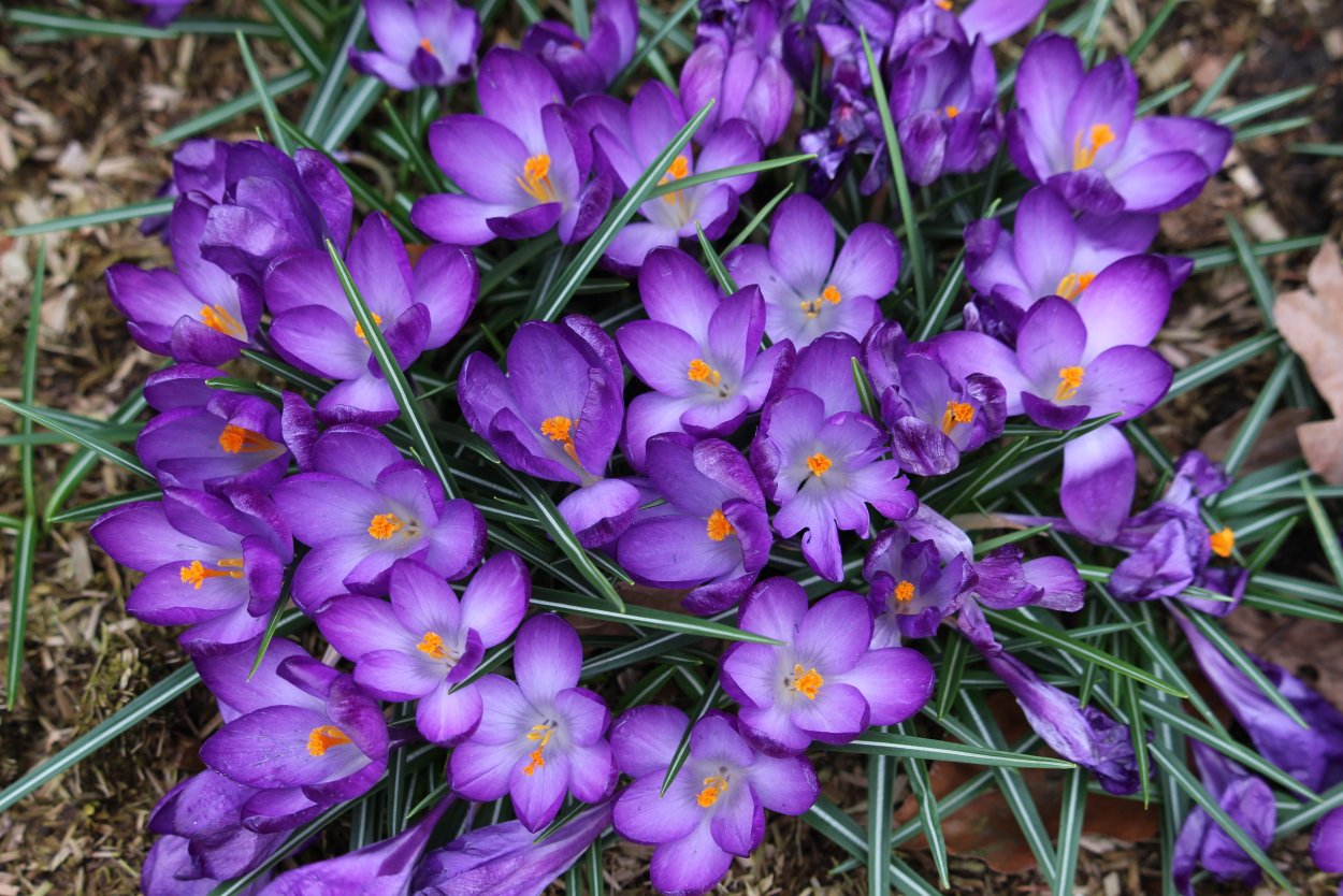 Портулак, настурция , бархатцы