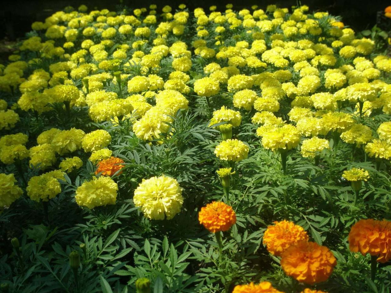 Бархатцы Карина оранжевая