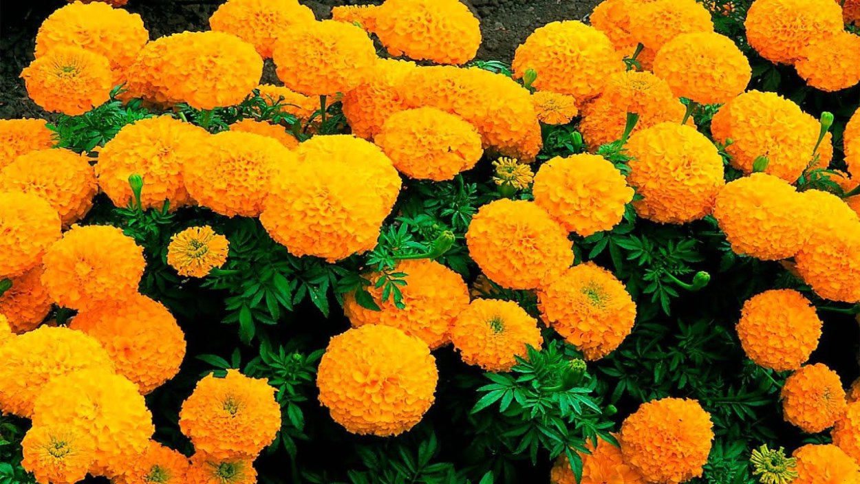 Бархатцы прямостоячие Антигуа микс