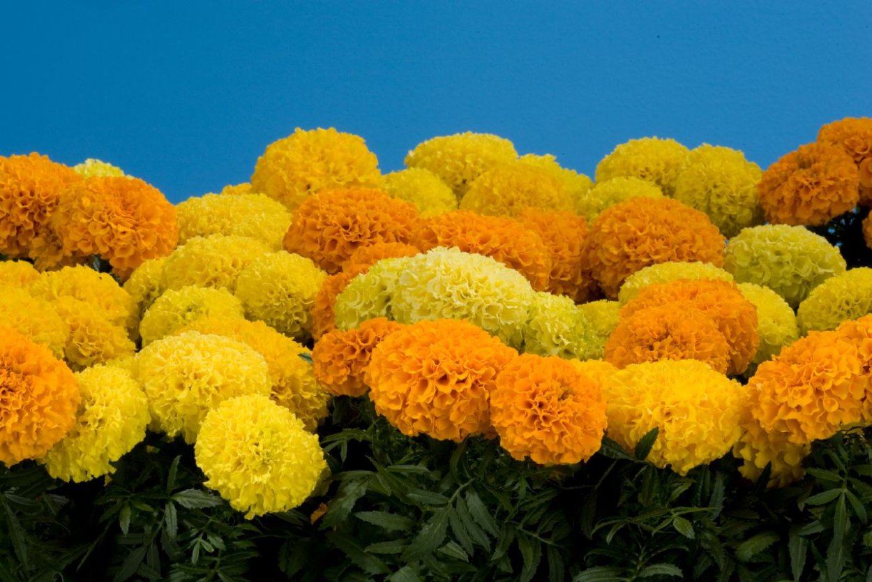 Бархатцы, чернобривцы, Тагетес.