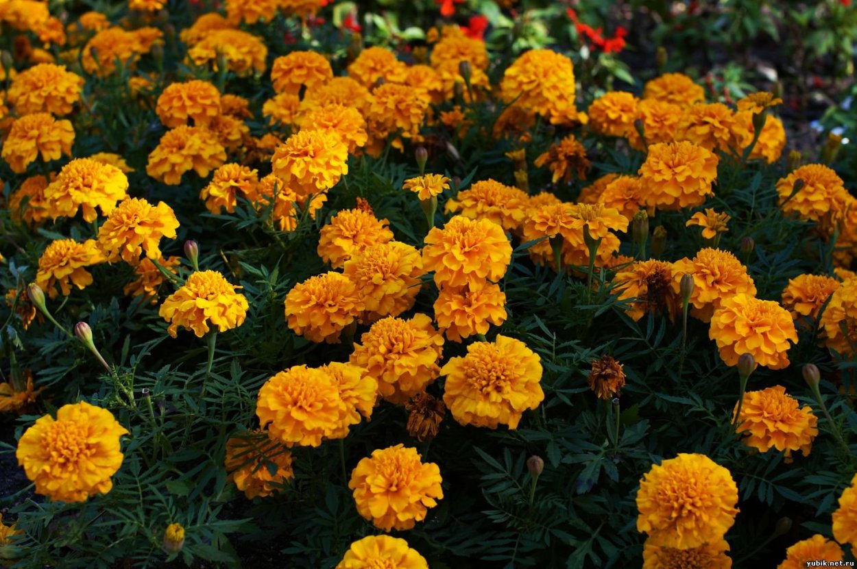 Бархатцы Тагетес