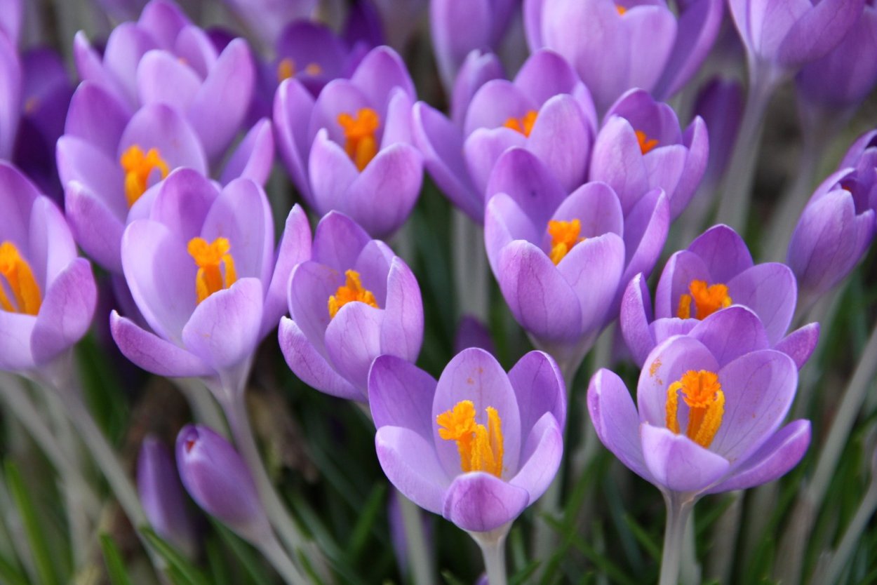 Фиолетовые цветочки весной