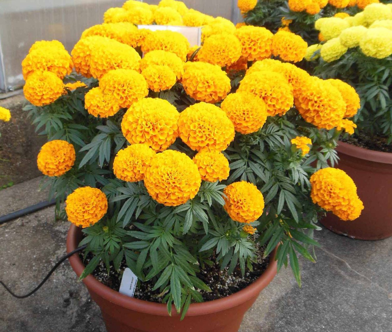 Бархатцы Тагетес Валенсия