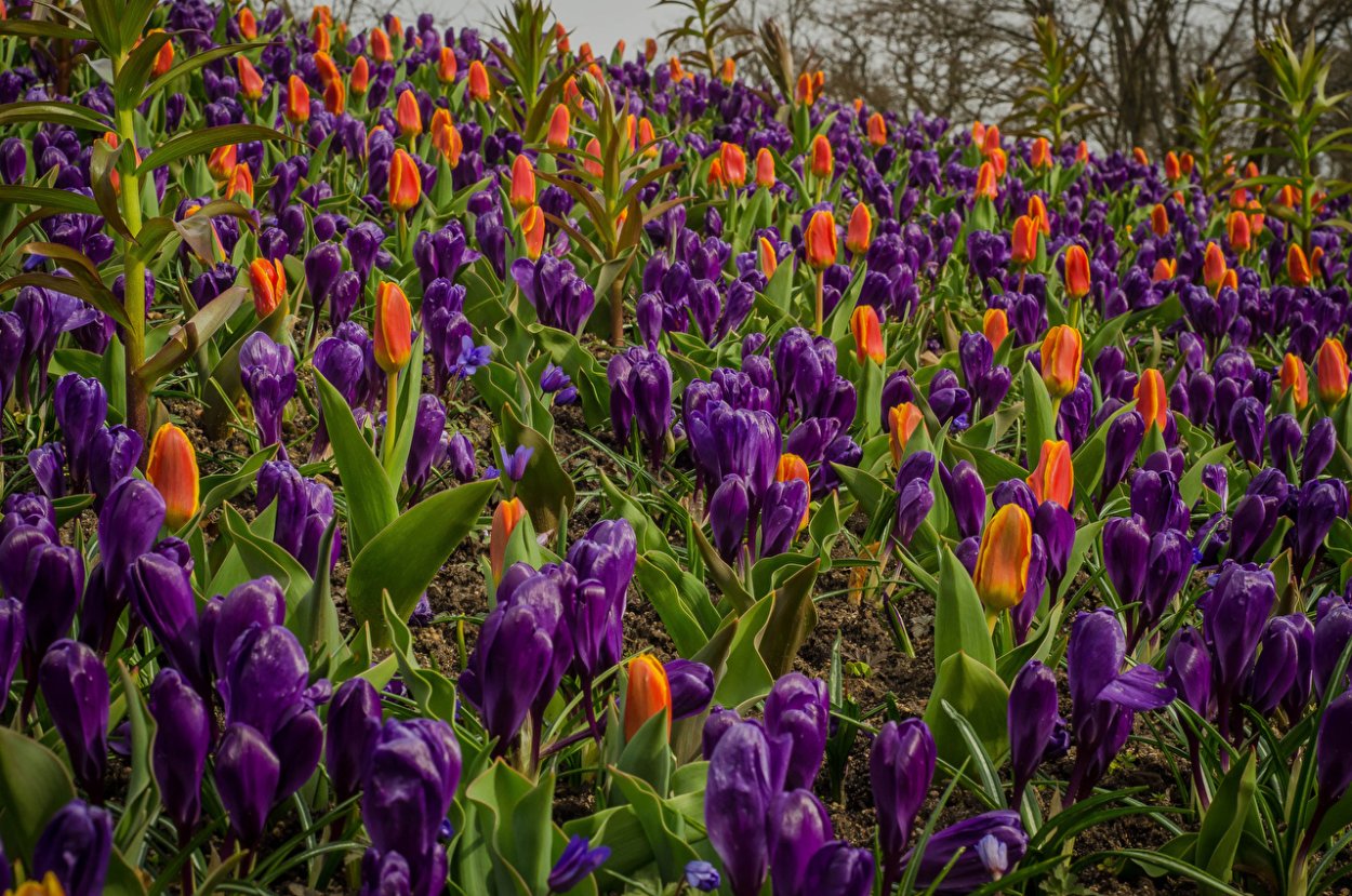 Бархатцы прямостоячие Дискавери