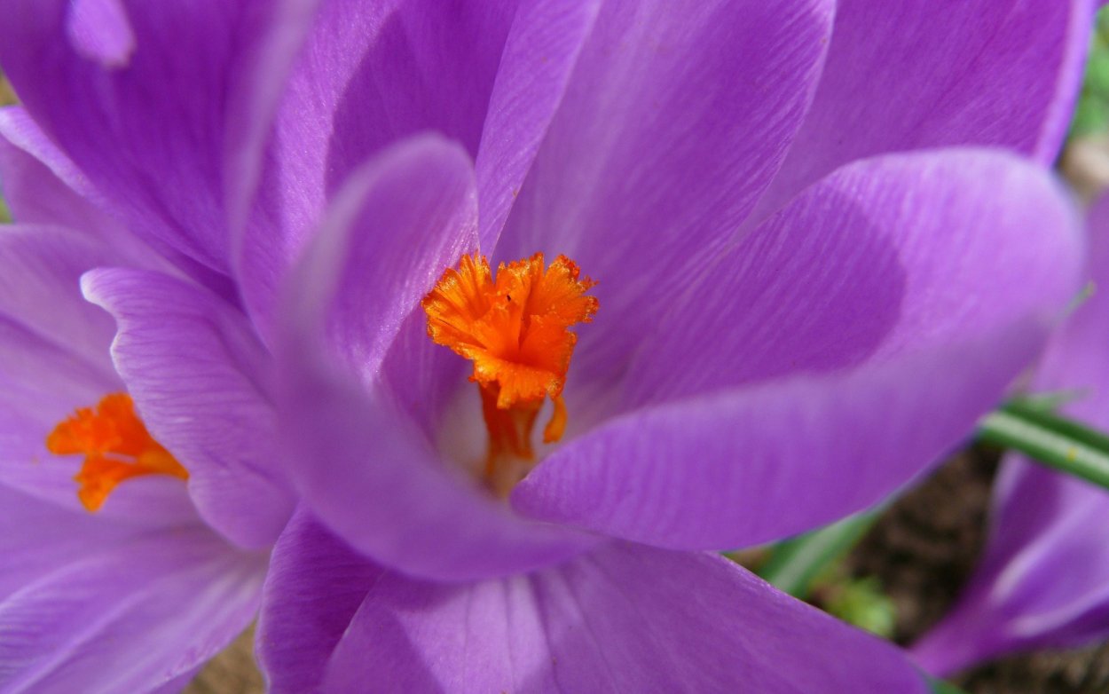 Крокус желтый