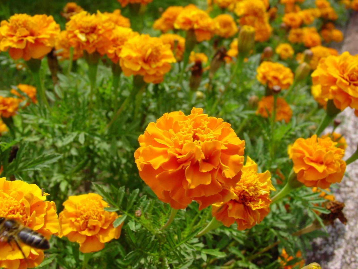 Бархатцы Антигуа оранж