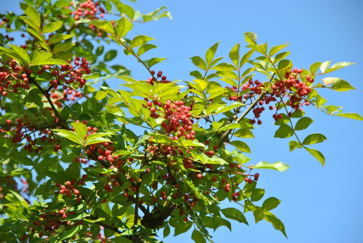 Приправа хуаджо что это