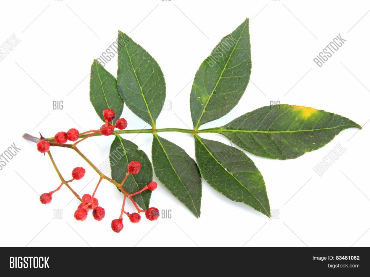 Сычуаньский перец на белом фоне