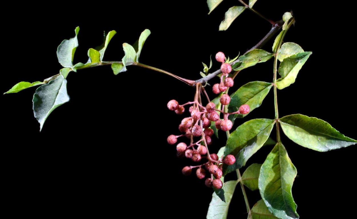 Sichuan Peppercorn