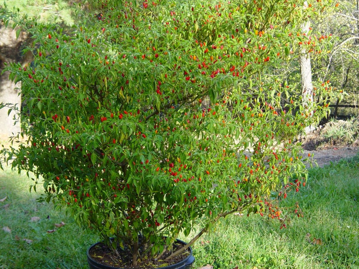 Зантоксилум перечный