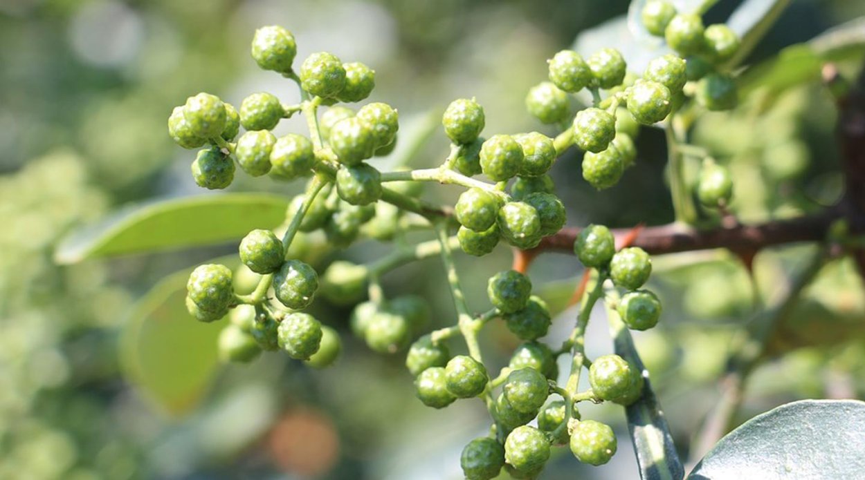 Зантоксилум перечный