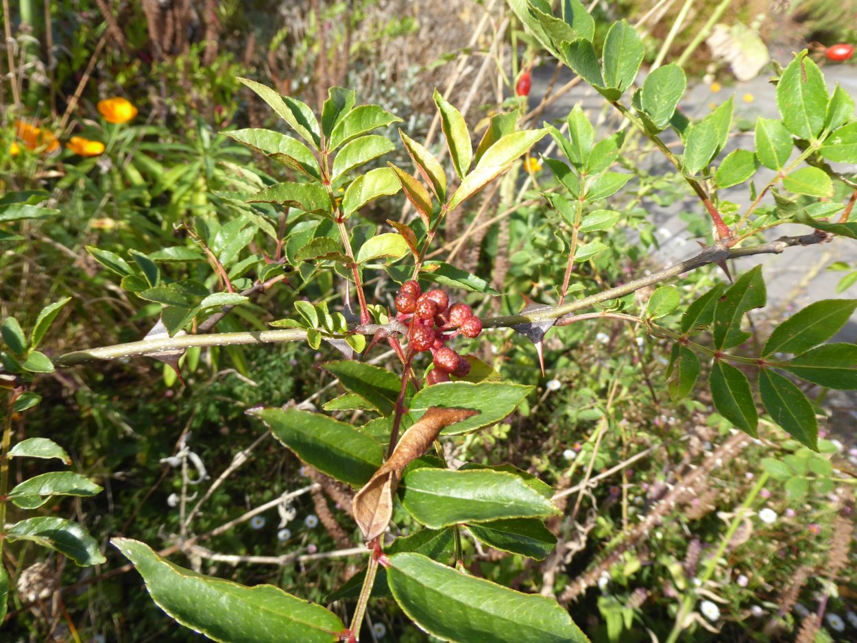 Зеленая китайская специя