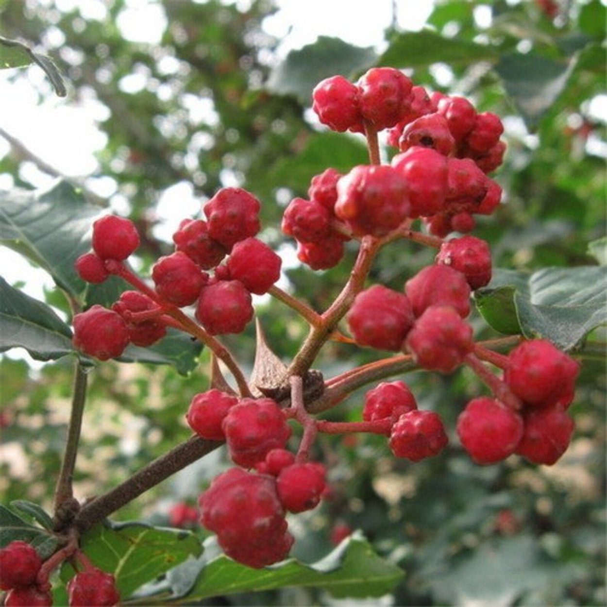 Сычуаньский перец фото на белом фоне