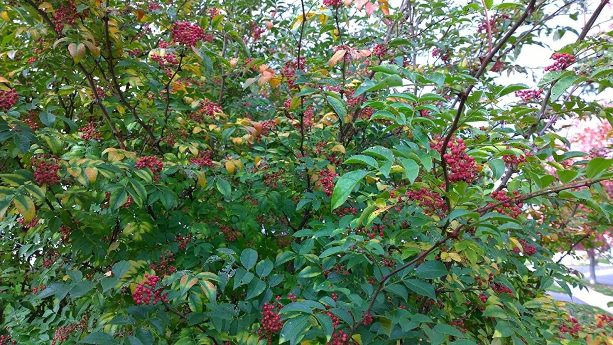 Паприка целая