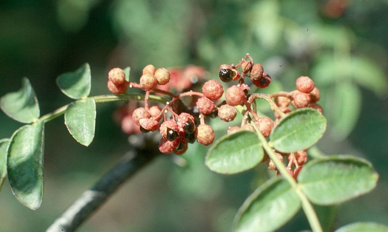 Перец Равит Чили