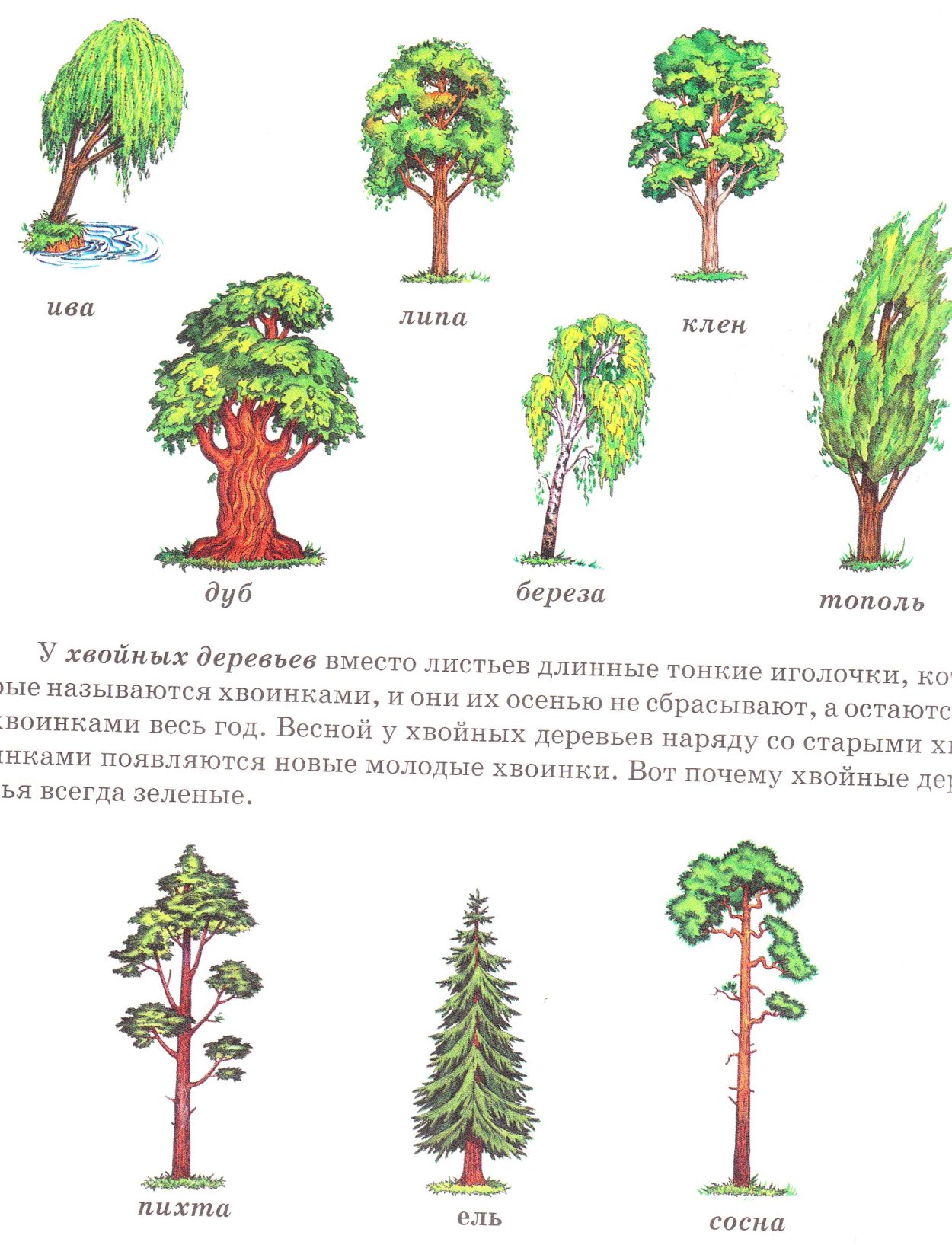 Тополь лиственное или хвойное