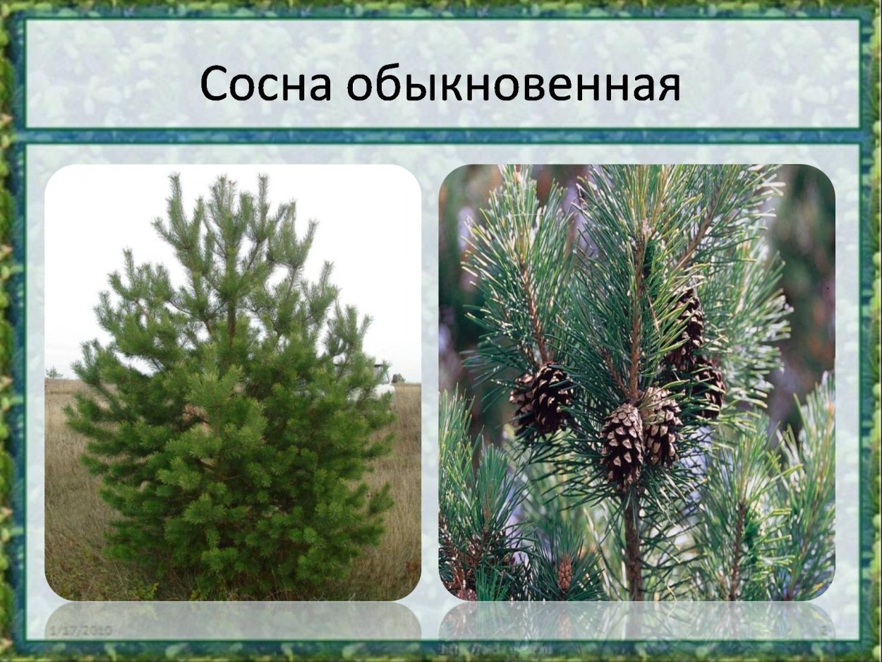 Туя и пихта