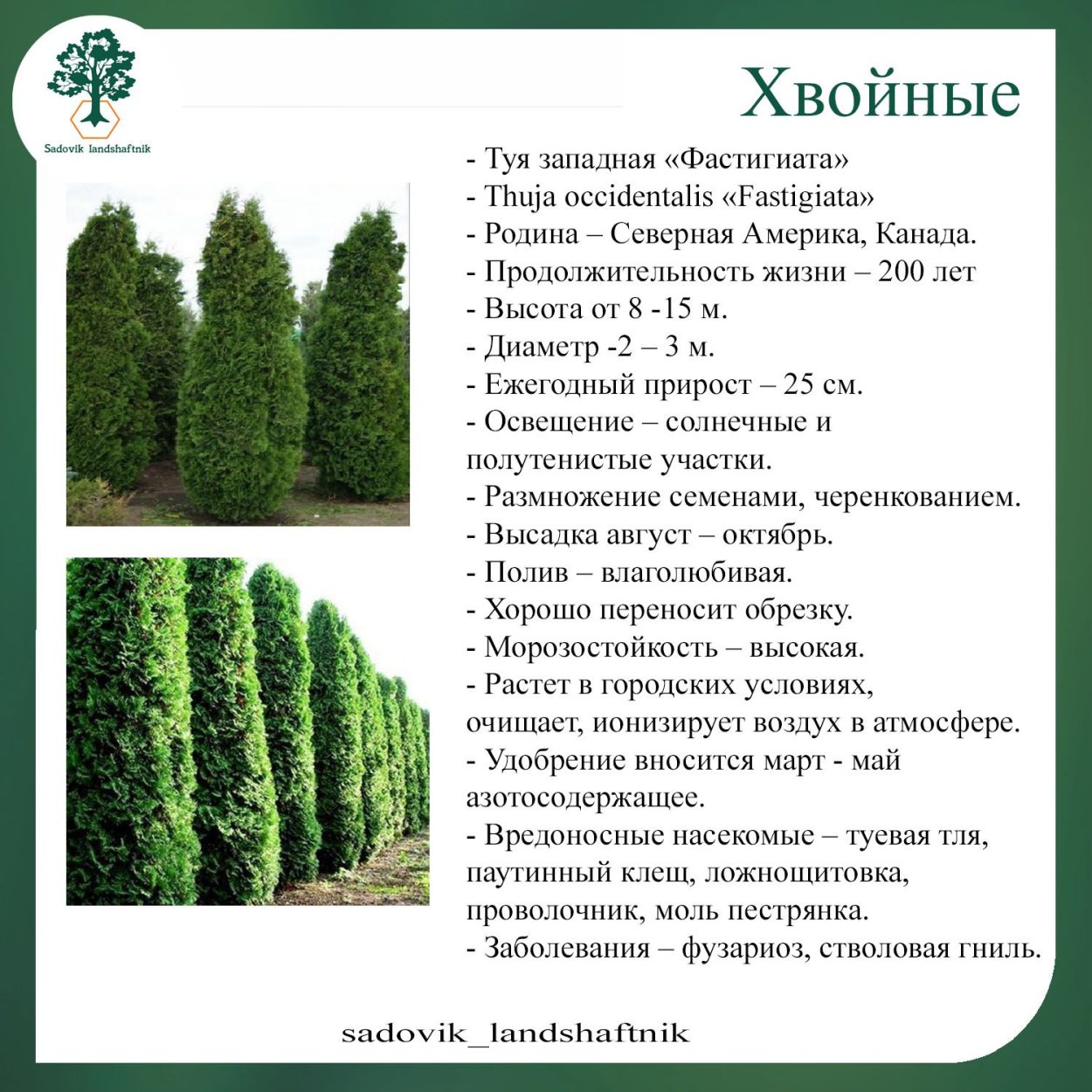 Туя краска туя