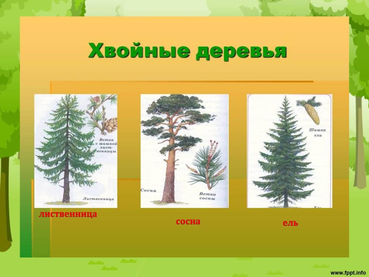 Дуб черешчатый Фастигиата