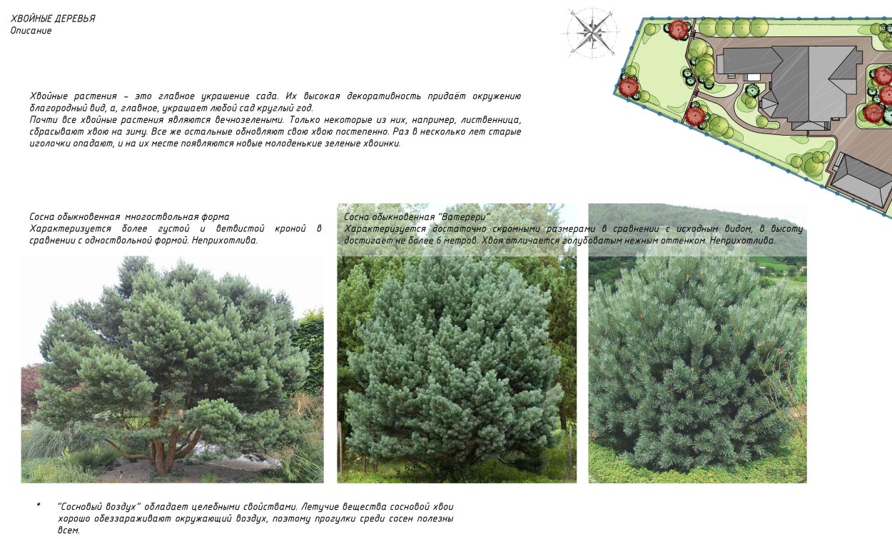 Деревья России хвойные и лиственные