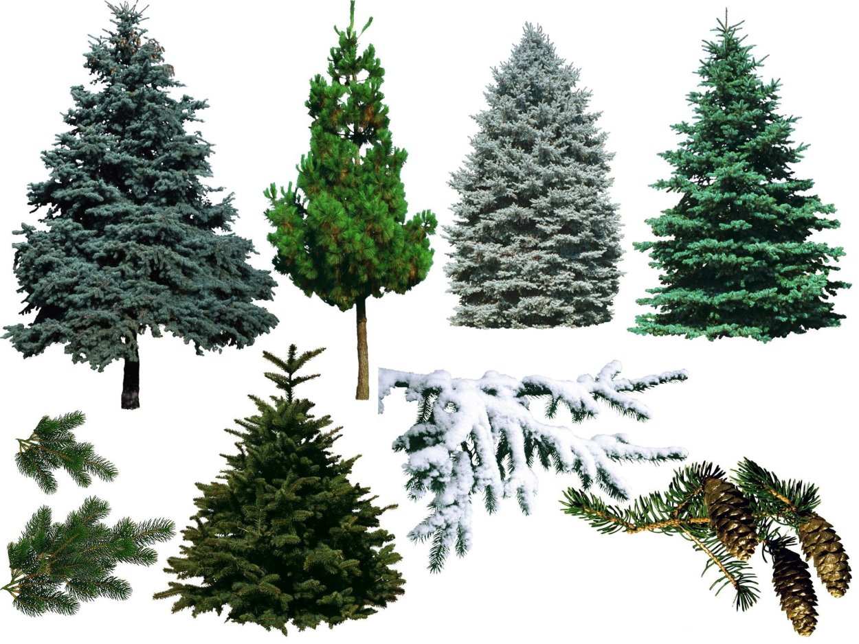 Голосеменные:ель сосна, лиственница