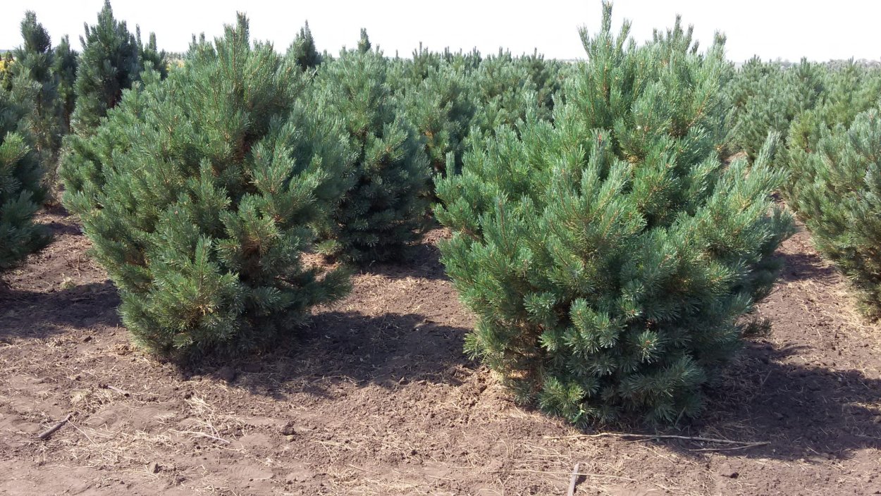 Туя Западная Hoveyi