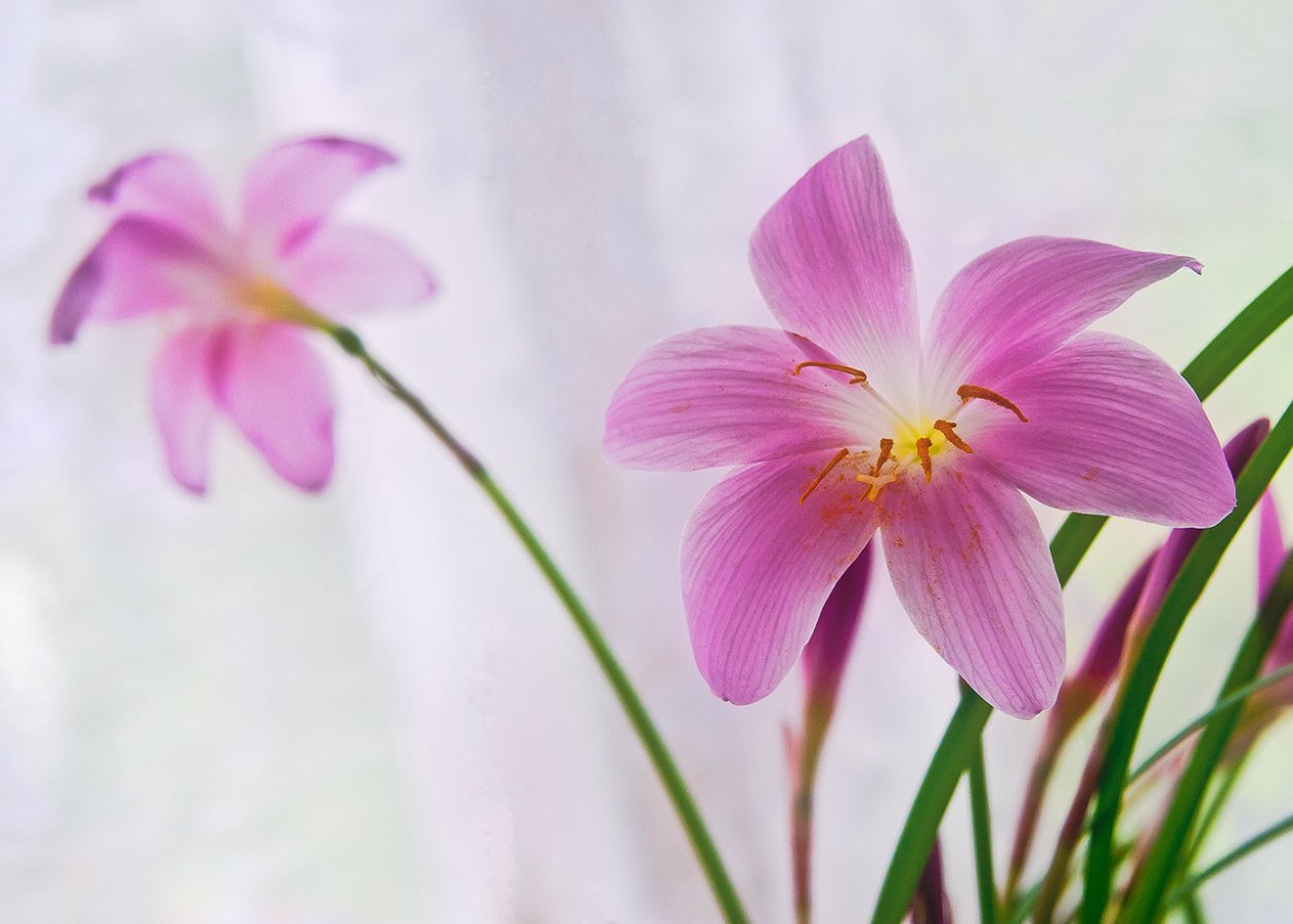 Зефирантес розовый выскочка