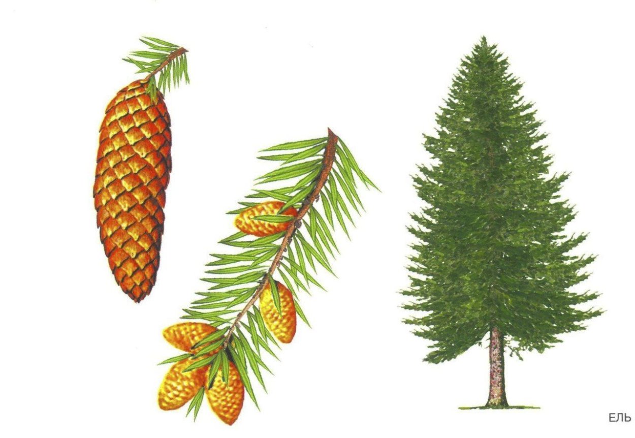 Кипарисовик и туя отличия