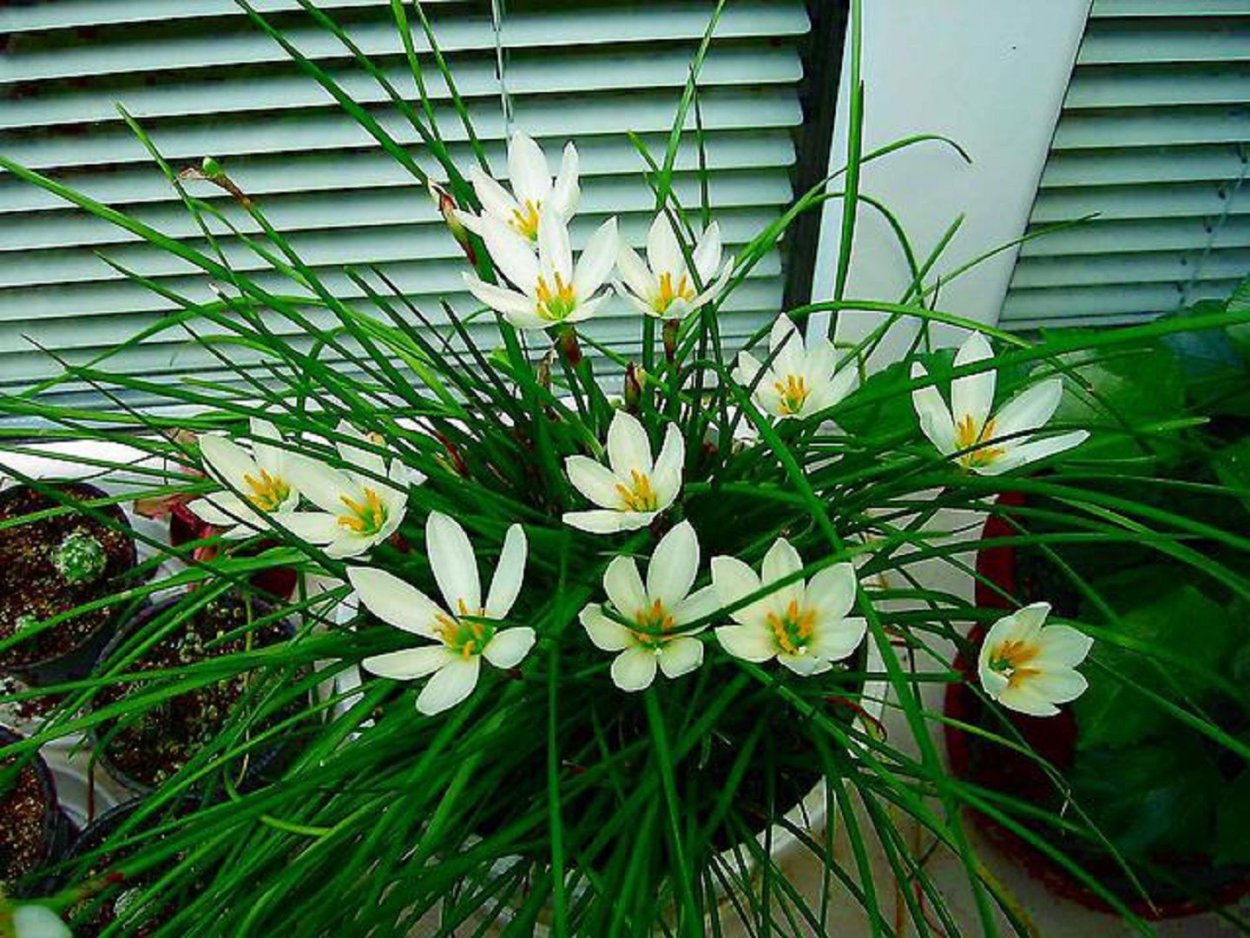 Зефирантес выскочка