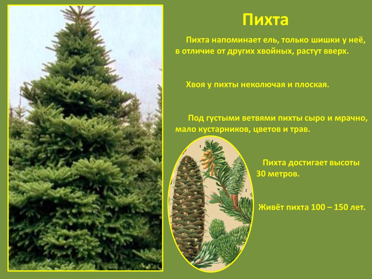 Лиственница описание