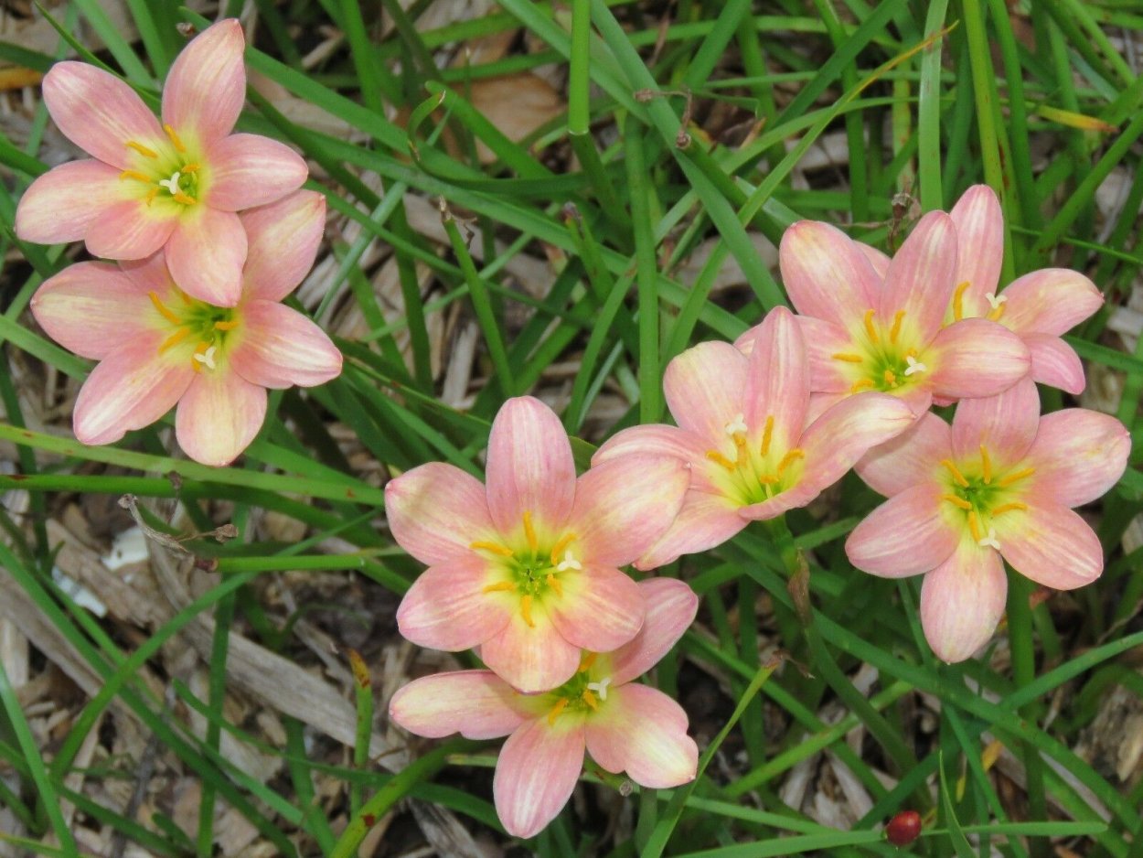 Зефирантес комнатный цветок