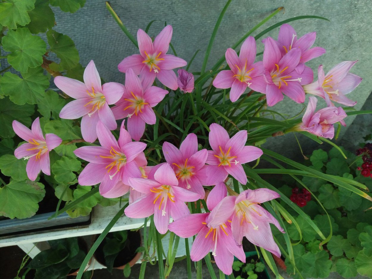 Зефирантес выскочка