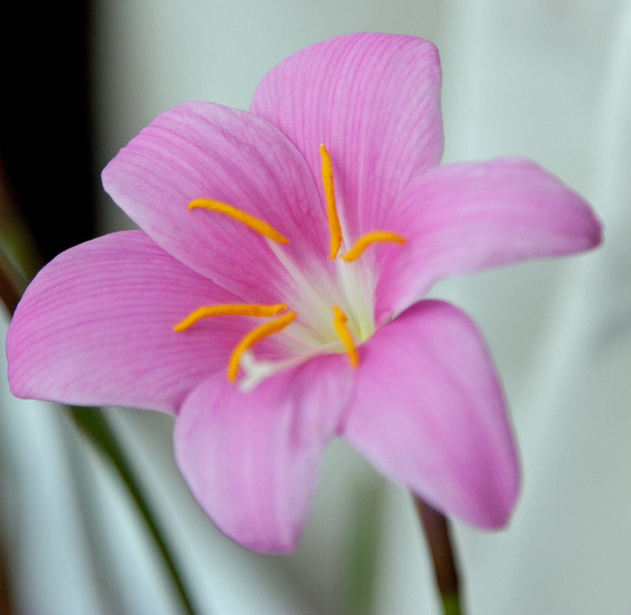 Зефирантес белый фото