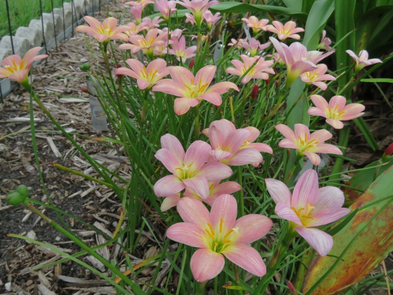 Зефирантес выскочка